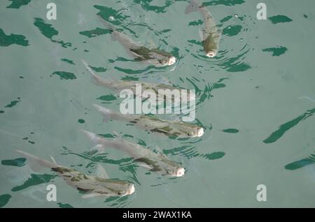 Triglie grigie dorate Chelon aurata. Valle Gran Rey. La Gomera. Isole Canarie. Spagna. Foto Stock