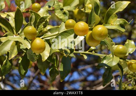 Dona un tocco di sole a ogni arancia."#'Rendi la tua vita con la bontà delle arance fresche." #'Orange sei felice di vedere Foto Stock