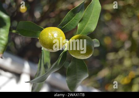 Dona un tocco di sole a ogni arancia."#'Rendi la tua vita con la bontà delle arance fresche." #'Orange sei felice di vedere Foto Stock