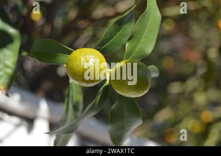 Dona un tocco di sole a ogni arancia."#'Rendi la tua vita con la bontà delle arance fresche." #'Orange sei felice di vedere Foto Stock