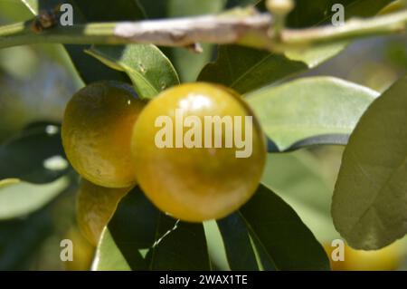 Dona un tocco di sole a ogni arancia."#'Rendi la tua vita con la bontà delle arance fresche." #'Orange sei felice di vedere Foto Stock