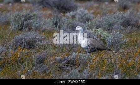 Upland Goose (Chloephaga picta) maschio in Argentina Foto Stock