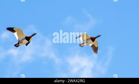 Ashy-Headed Goose (Chloephaga poliocephala) Flying, Argentina Foto Stock