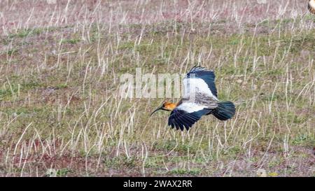 Nero-di fronte Ibis, Theristicus melanopis Foto Stock