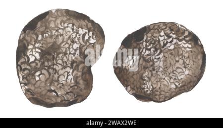 Illustrazione dei funghi della foresta ad acquerello, set di clipart di funghi truffe, elementi disegnati a mano Foto Stock