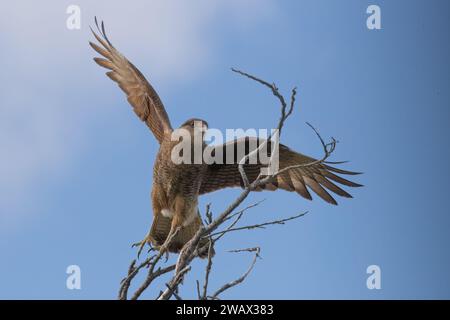 Chimango caracara (Milvago chimango) Patagonia, Cile Foto Stock