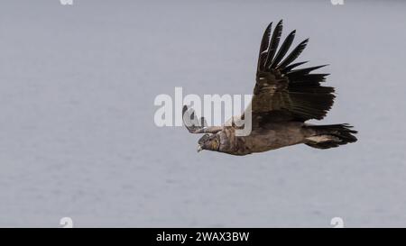 Condor andino giovanile (Vultur gryphus) volare Foto Stock