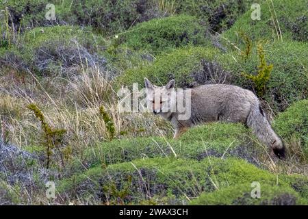 Volpe grigia sudamericana (Lycalopex griseus) Patagonia, Cile Foto Stock