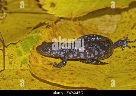 Primo piano naturale sulla salamandra talpa blu minacciata e protetta del Nord America, Ambystoma laterale seduto su una foglia gialla Foto Stock