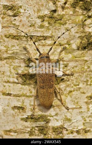 Primo piano verticale naturale su uno scarabeo longhornato di pioppo, carcarcarcharie di Saperda seduto su un tronco d'albero Foto Stock