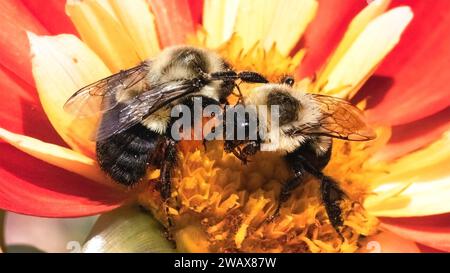 Un paio di api Bombus impatiens Common Eastern Bumble che interagiscono mentre impollinano un fiore rosso e giallo di dahlia. Long Island, New York, USA Foto Stock