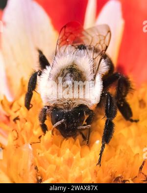 Vista frontale di una femmina Bombus impatiens Common Eastern Bumble Bee che alimenta e impollina un fiore di dahlia rosso e giallo. Long Island, New York, USA Foto Stock