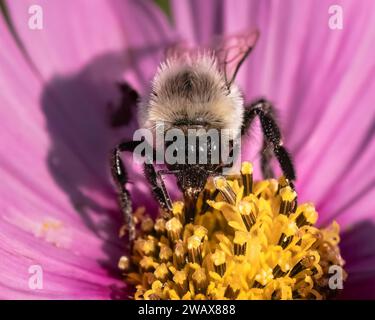 Una femmina Bombus impatiens Common Eastern Bumble Bee che impollina e si nutre di un fiore di zinnia rosa. Long Island, New York, USA Foto Stock