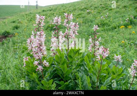 Il frassino bianco (lat. Dictamnus albus) è una specie di piante erbacee perenni del genere Ash Tree (Dictamnus) della famiglia delle Rutaceae. Velenoso Foto Stock