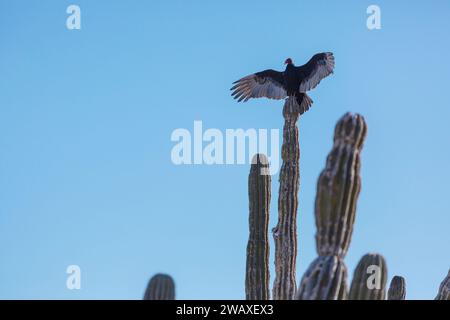 Avvoltoi di tacchino seduti sul cactus e asciugano le loro ali al sole. Baja California, Messico Foto Stock