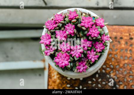 Primo piano Sunrise Succulent e Sand Rose o Anacampseros Rufescens nei vasi della fattoria Ornamental Plants. Disposizione rettangolare delle succulente. cactu Foto Stock