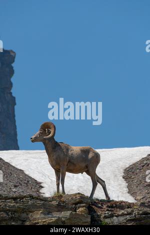 Pecore Rocky Mountain, Logan Pass, Glacier NP, Montana Foto Stock