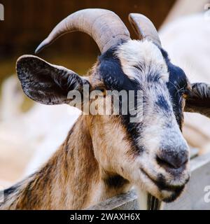 Una graziosa capra bianca si trova dietro la recinzione del pascolo in una fattoria rurale in un giorno d'estate Foto Stock