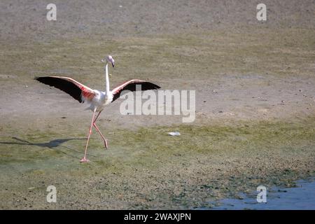 Un fenicottero maggiore (Phoenicopterus roseus) al Ras al Khor Wildlife Sanctuary di Dubai, in piedi con le ali sparse dopo l'atterraggio sulla pianura fangosa. Foto Stock
