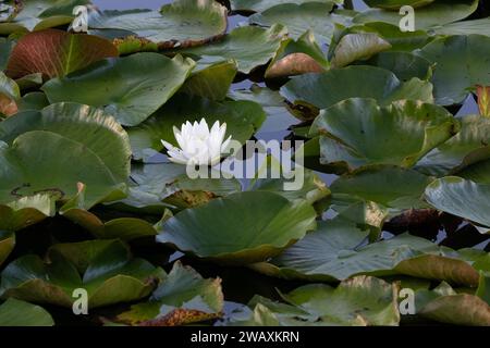 la luce del sole di un solo giglio che fiorisce cattura i suoi petali bianchi al mattino altissimi canne e il cielo blu che si riflette nell'acqua. Foto Stock