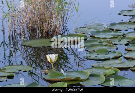 la luce del sole di un solo giglio che fiorisce cattura i suoi petali bianchi al mattino altissimi canne e il cielo blu che si riflette nell'acqua. Foto Stock