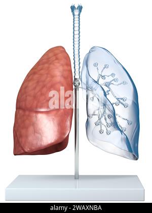 Modello di polmoni umani trasparenti con trachea, Broncia e alveoli. Illustrazione 3D. Foto Stock