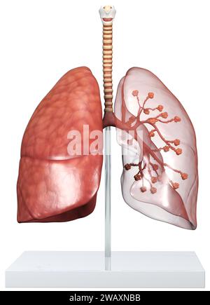 Modello di polmoni umani trasparenti con trachea, Broncia e alveoli. Illustrazione 3D. Foto Stock