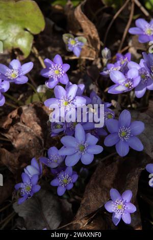 la fotografia cattura di hepatica e fiori di liverwort nel cuore di una foresta. I fiori trasudano freschezza, incarnando l'essenza della primavera Foto Stock