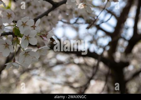 In questa foto orizzontale, un albero in piena fioritura mostra lo splendore della primavera. Gli intricati petali e la lussureggiante crescita catturano l'essenza del Foto Stock