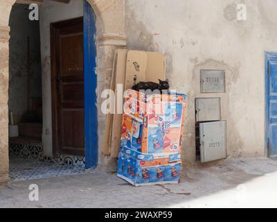 Cat siede in cima ad alcune scatole colorate nella città di Essaouira, in Marocco. 7 gennaio 2024 Foto Stock
