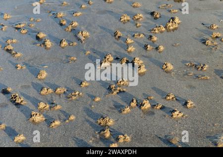 Il verme di Lug o il porticciolo di Arenicola si fondono sulla spiaggia di Ballywalter nella contea di Down. Spesso usato come esca per la pesca Foto Stock