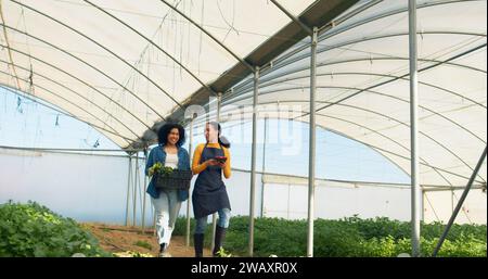 Contadina che trasporta una cassa di verdure che cammina con un collega attraverso il tunnel della fattoria Foto Stock