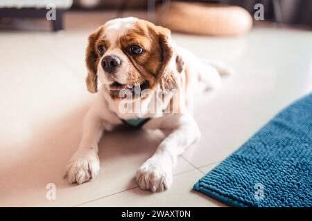 Il carino re charles spaniel, che giace per terra Foto Stock