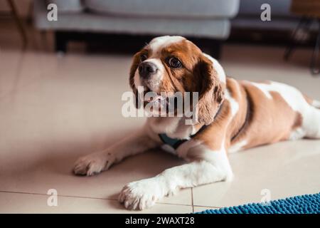 Il carino re charles spaniel, che giace per terra Foto Stock