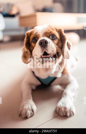 Il carino re charles spaniel, che giace per terra Foto Stock