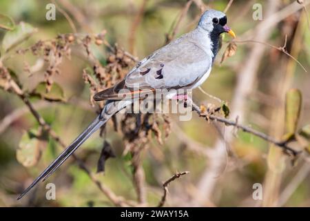 Zambia, South Luangwa National Park. Male Namaqua dove (Oena capensis) l'unica specie del genere Oena. Foto Stock