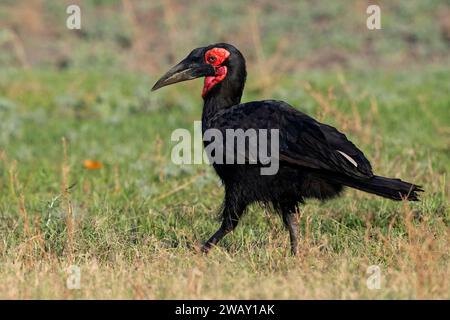 Zambia, South Luangwa National Park. Becco di manzo meridionale (Bucorvus cafer) in un habitat erboso. Foto Stock