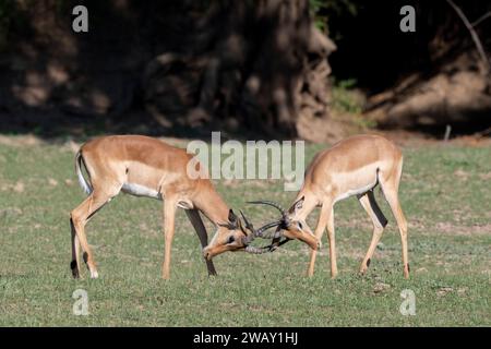 Zambia, South Luangwa National Park. Giovane Impala alias rooibok (Aepyceros melampus) che combatte. Foto Stock