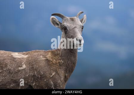 Una pecora delle Young Rocky Mountain Big Horn Sheep nella tundra autunnale delle Montagne Rocciose del Colorado Foto Stock