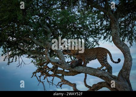 Un leopardo maschio in un albero al tramonto con una carcassa di warthog recentemente uccisa Foto Stock