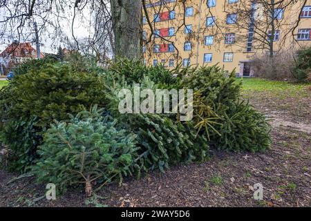 Lipsia - Weihnachtsbaum-Entsorgung nach Weihnachten 07.01.2024 gegen 14 Uhr Leipzig, Stadtgebiet Im foto: Entsorgte Weihnachtsbäume im Januar nach Weihnachten an einem Sammelplatz der Stadtreinigung Leipzig STADT/AUTOBAHN Sachsen Deutschland *** Lipsia smaltimento dell'albero di Natale dopo Natale 07 01 2024, intorno alle 14:00 la zona della città nella foto ha eliminato gli alberi di Natale a gennaio dopo Natale in un punto di raccolta di Stadtreinigung Leipzig STADT AUTOBAHN Sachsen Germania Copyright: xEHLxMedia/BjörnxStachx 240107 weihnachtsbaum-entsorgung-leipzig 3 Foto Stock