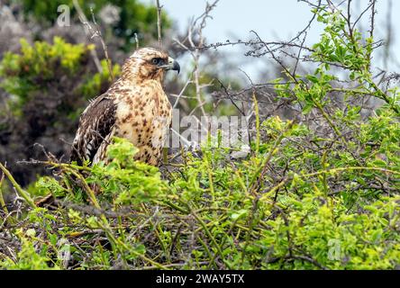 Galapagos Hawk (Buteo galapagoensis) sull'isola di Santa Fe, parco nazionale delle Galapagos, Ecuador. Foto Stock