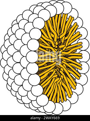 Struttura della molecola fosfolipidica nell'illustrazione Micelle .Vector. Illustrazione Vettoriale