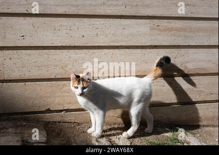Carino gatto bianco per strada. Gatto che cammina per la strada con sfondo in legno, foto di strada. Amici pelosi, gatto all'aperto Foto Stock