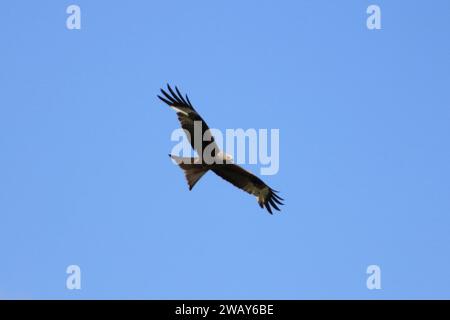 Un uccello preda disegna i suoi cerchi, cieli blu sullo sfondo Foto Stock