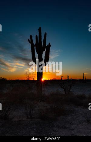 Un cactus saguaro sagomato si erge sullo sfondo delle tonalità dorate-arancioni di un sole che tramonta nel cielo Foto Stock