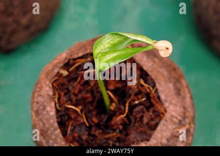 Primo piano di una piccola pianta di peperoncino appena germinata con il cappotto di semi appeso ai cotiledoni Foto Stock