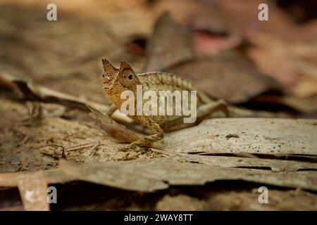 Camaleonte a foglia marrone - Brookesia (Chamaeleo) superciliaris o camaleonte dalla coda tonda, piccola lucertola del Madagascar, imita quella di una foglia morta, marrone co Foto Stock