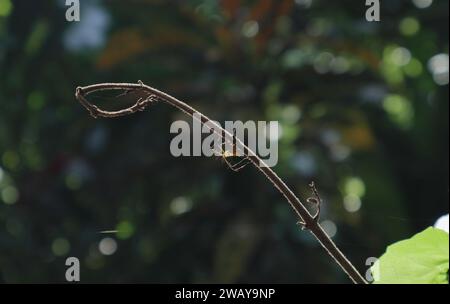 Vista di un fusto di inflorescenza di vite di carta vetrata asciutta senza fiori, con un ragno di lince arancione che nasconde il lato inferiore dello stelo della vite Foto Stock