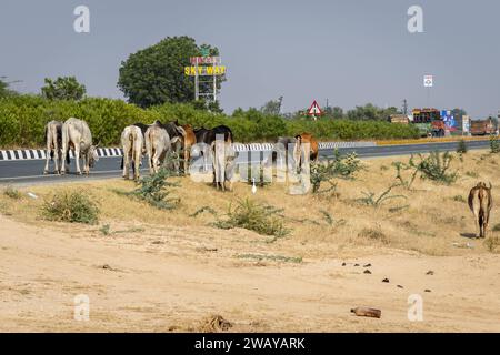 Molti tori attraversano l'autostrada nazionale di giorno da un angolo piatto l'immagine viene scattata presso l'autostrada nazionale jodhpur udaipur rajasthan india il 23 novembre 2023. Foto Stock